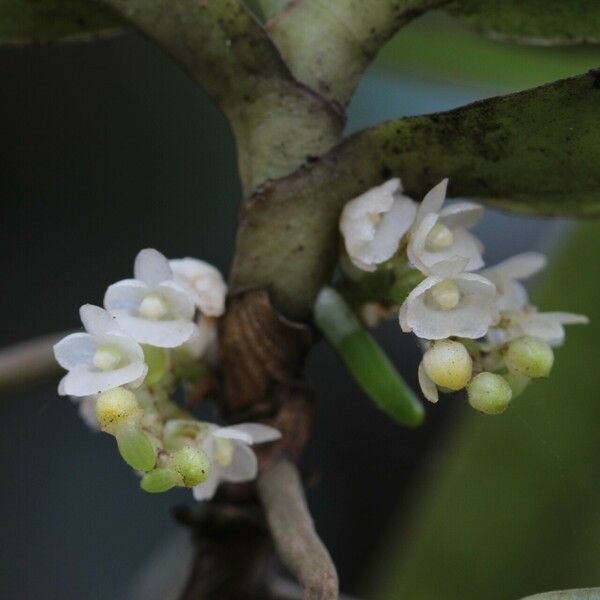 Rhipidoglossum obanense Kwiat
