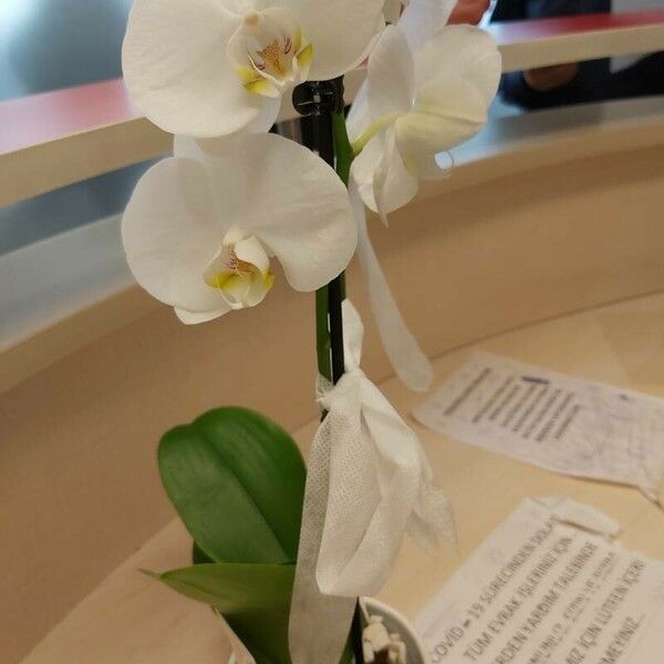 Phalaenopsis amabilis Flor