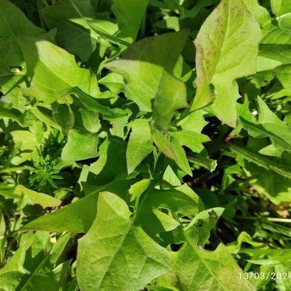 Taraxacum cucullatiforme Foglia