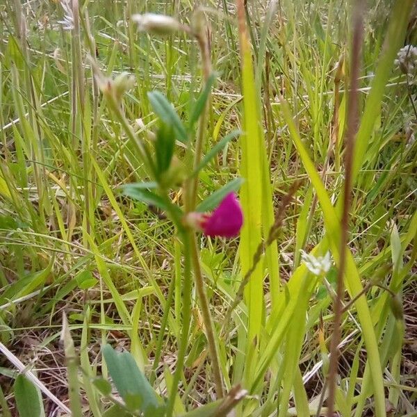 Lathyrus nissolia Blüte