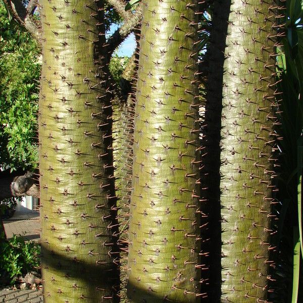 Pachypodium geayi Листок
