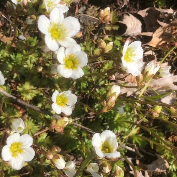 Saxifraga cespitosa Flower