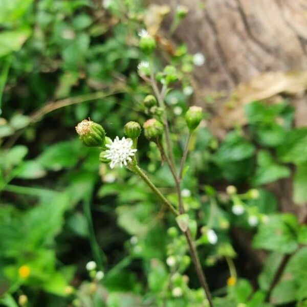 Adenostemma mauritianum Květ