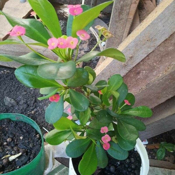 Euphorbia lophogona Virág