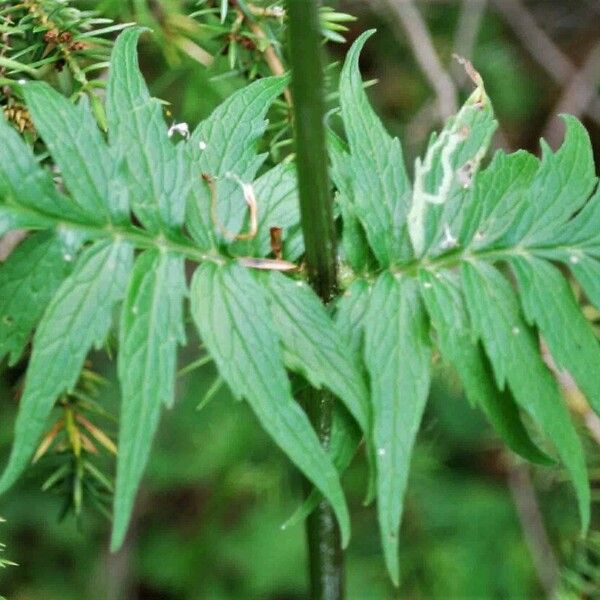 Valeriana officinalis Leaf