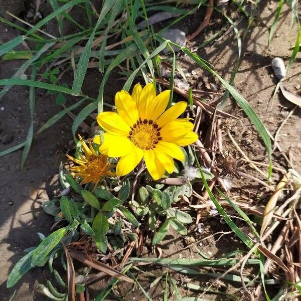 Gazania rigens Цвят