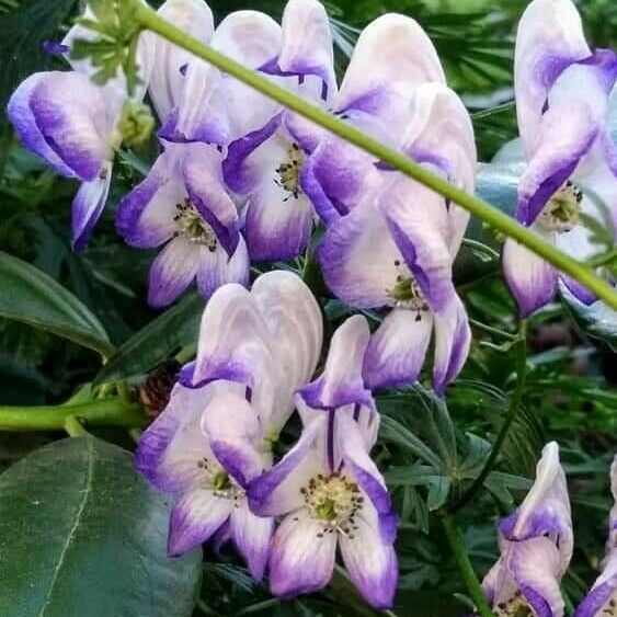 Aconitum variegatum Blomma