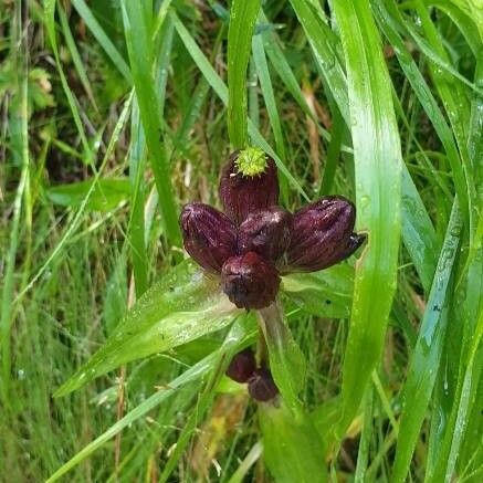 Gentiana purpurea Flower