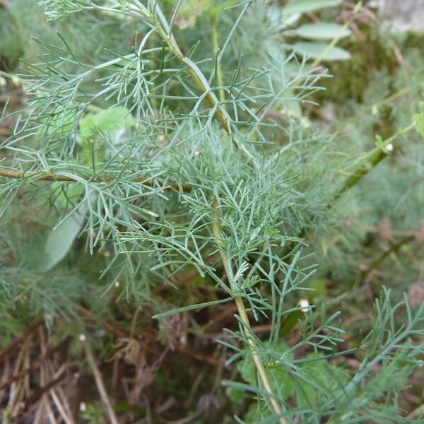 Artemisia abrotanum Foglia