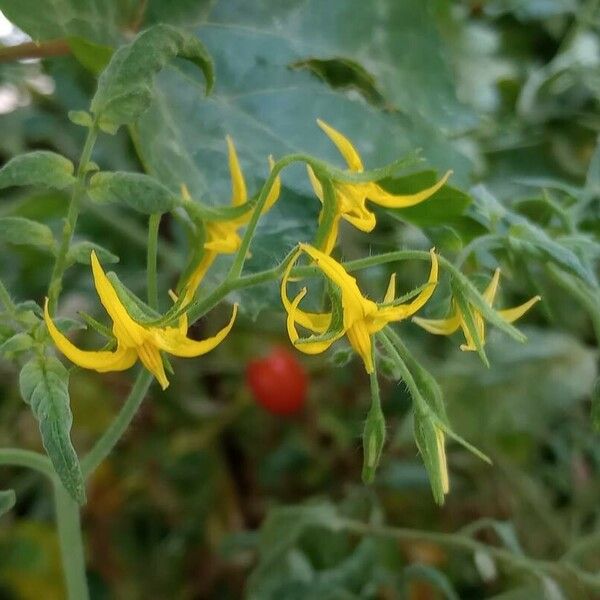 Solanum pimpinellifolium Flower