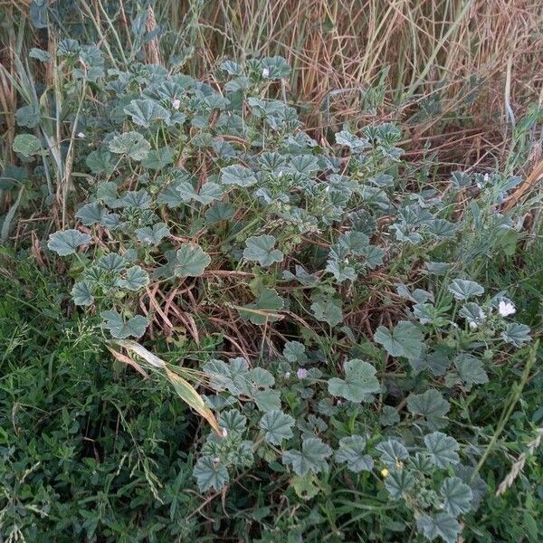 Malva neglecta Habit