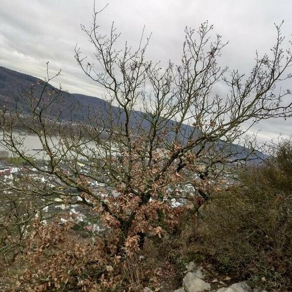 Quercus robur ശീലം