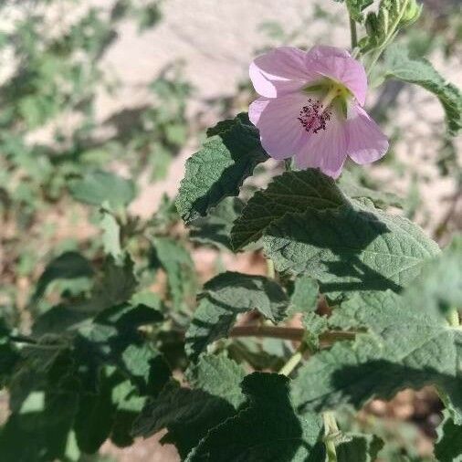 Malva subovata Цвят