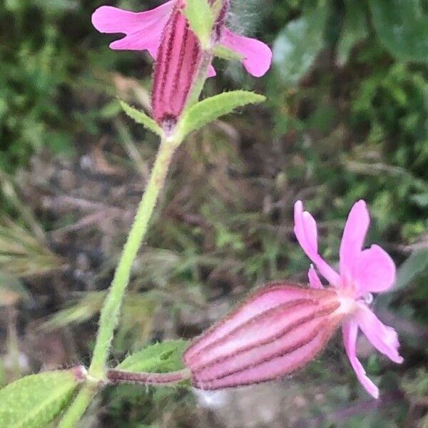 Silene pendula Flor