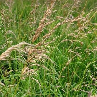 Calamagrostis purpurea Frucht