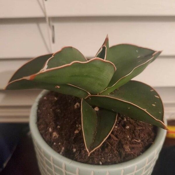 Dracaena hanningtonii Leaf