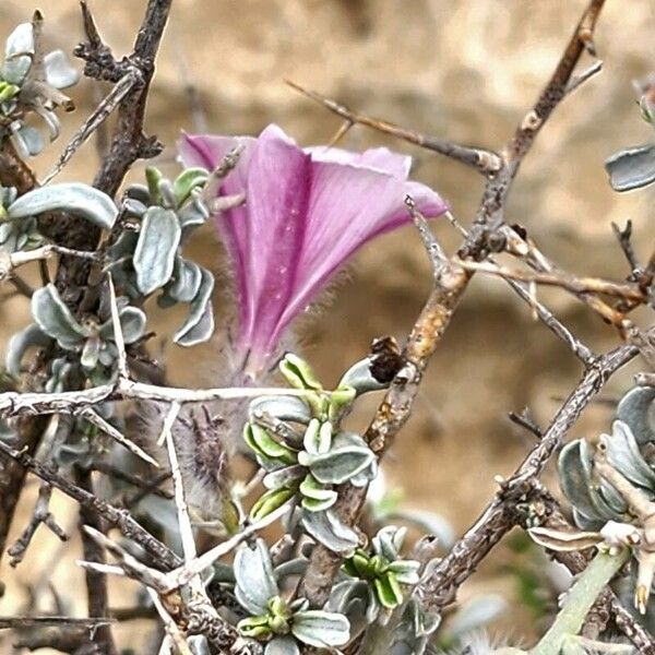 Convolvulus acanthocladus Blomst