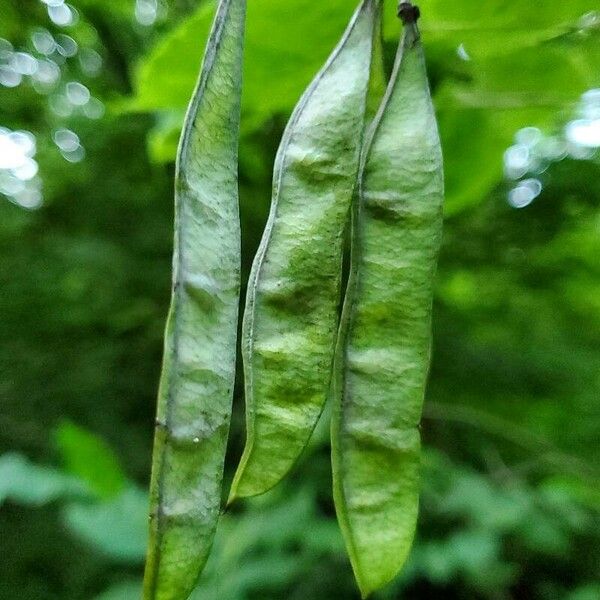 Cercidiphyllum japonicum Hedelmä