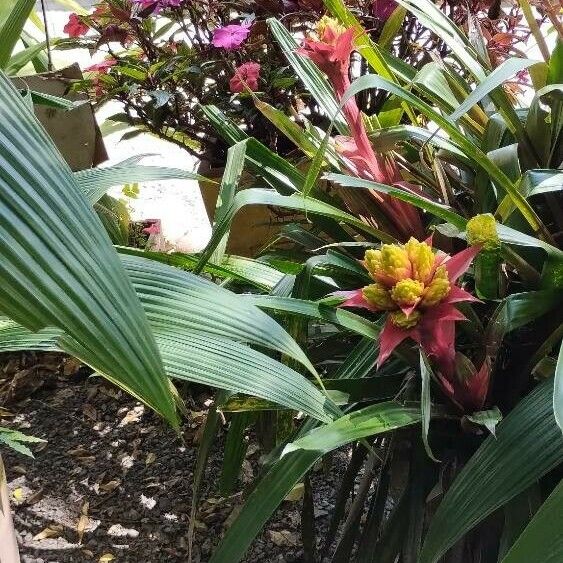 Guzmania monostachia List