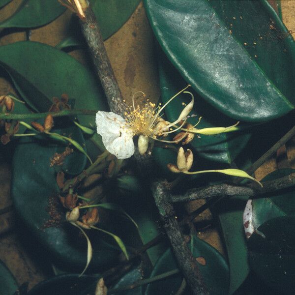 Swartzia polyphylla Цветок