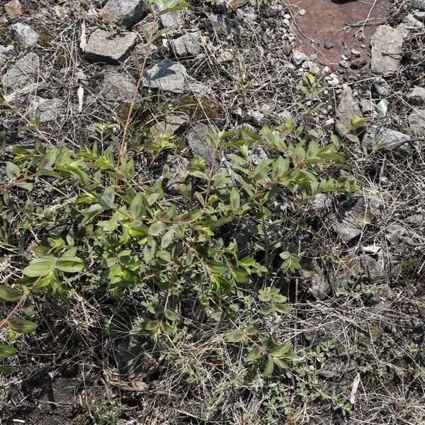 Euphorbia nutans Blad