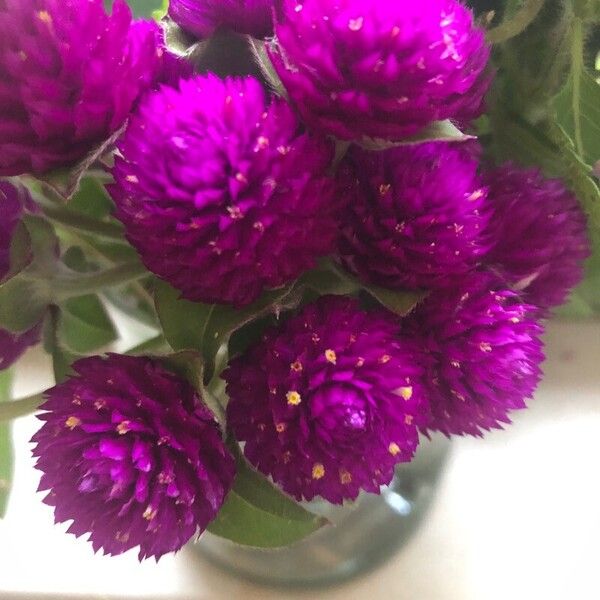 Gomphrena globosa ফুল