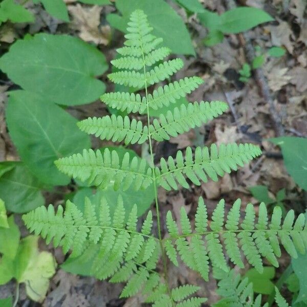 Cystopteris bulbifera Leaf