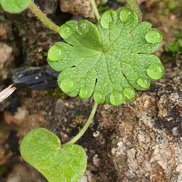 Geranium rotundifolium Φύλλο