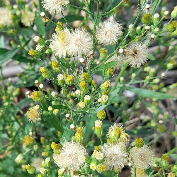 Erigeron canadensis Fruit