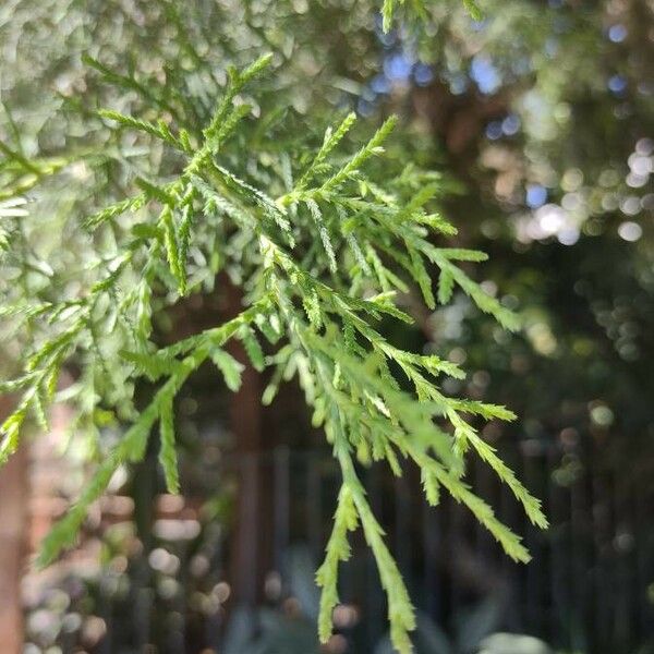 Cupressus lusitanica Fuelha