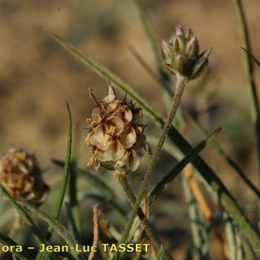 Plantago bellardii Flors