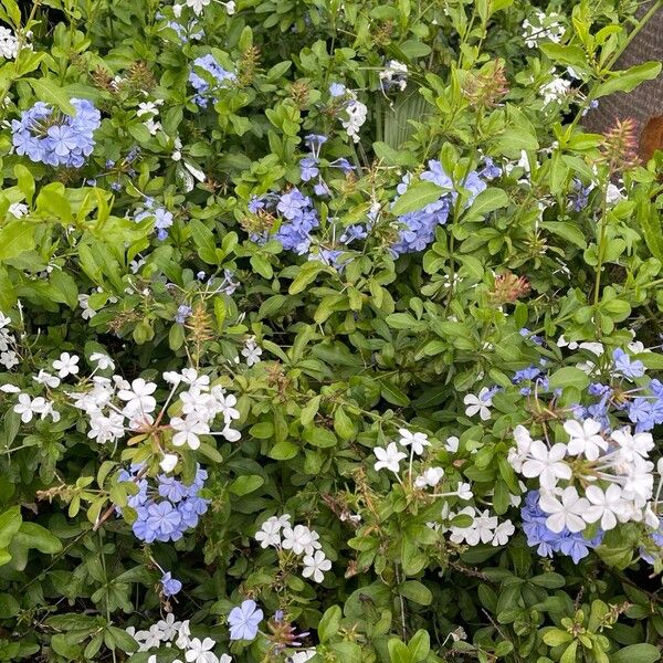 Plumbago auriculata Bloem