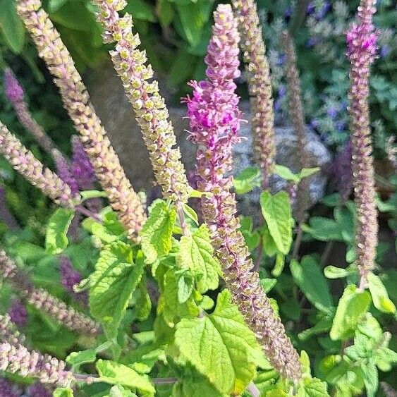 Teucrium hircanicum 花