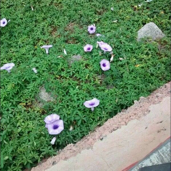 Ipomoea cairica Yeri