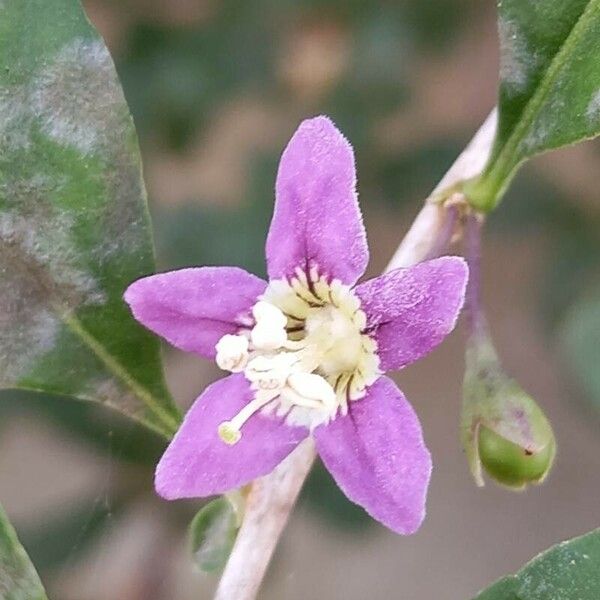 Lycium barbarum Blomst