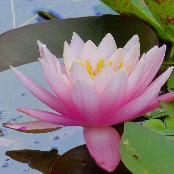 Nymphaea candida Flower