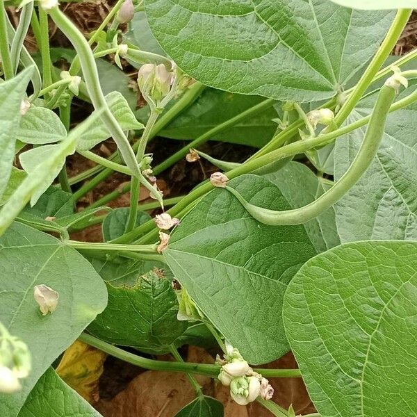 Phaseolus vulgaris Owoc