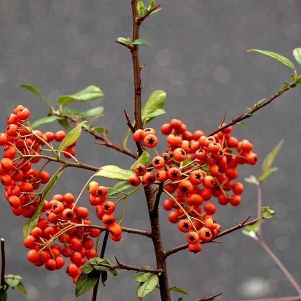 Pyracantha coccinea ᱛᱟᱦᱮᱸ