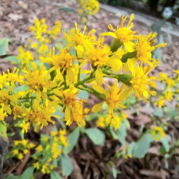 Solidago flexicaulis Blomst