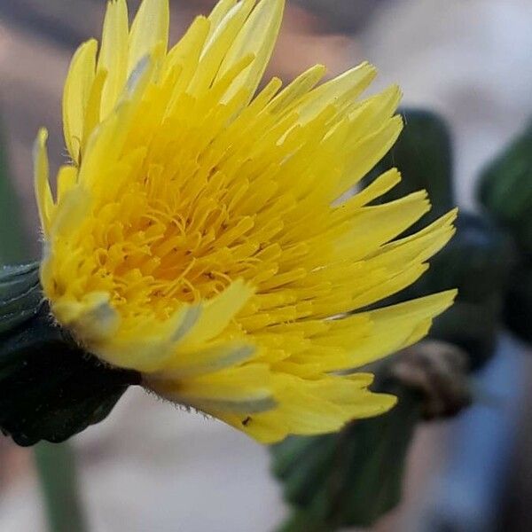 Sonchus oleraceus Кветка