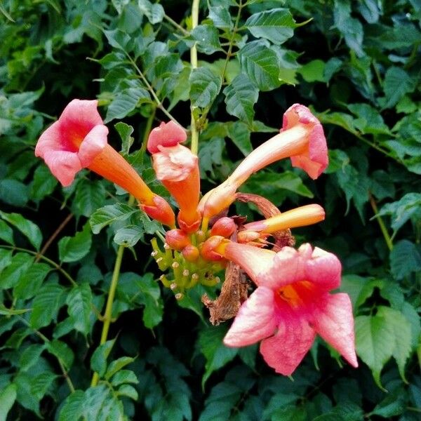 Campsis radicans Flor