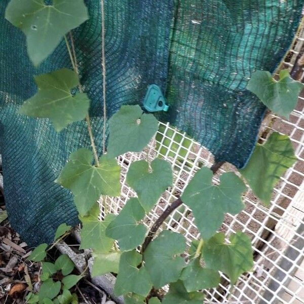 Luffa aegyptiaca 整株植物