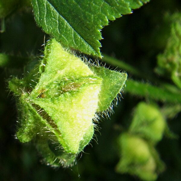 Malva sylvestris 果實