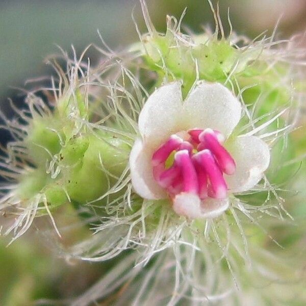 Miconia lacera फूल