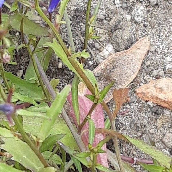 Lobelia erinus Bark