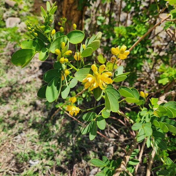 Senna bicapsularis Fiore