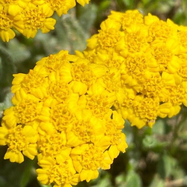 Achillea tomentosa फूल