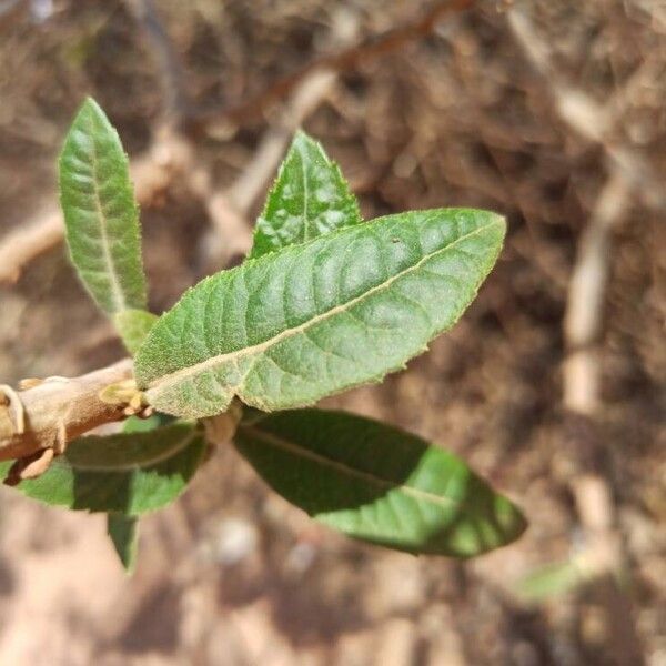 Vernonia polyantha Φύλλο