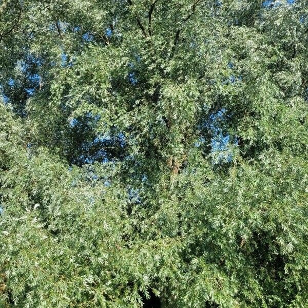 Salix alba Pokrój