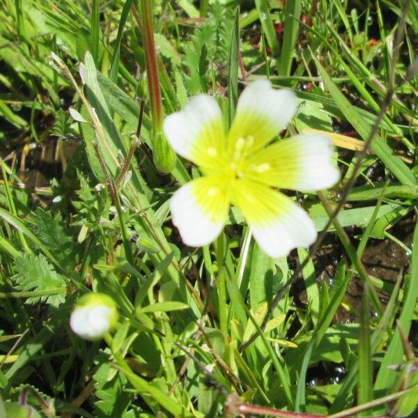 Limnanthes douglasii Flower